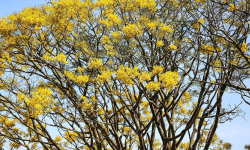 Tin tức bất động sản Bảo Lộc Lâm Đồng: Bảo Lộc rực rỡ mùa hoa phượng vàng – điểm đến du lịch và đầu tư hấp dẫn