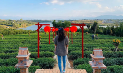 Chùa Trà Bảo Lộc Nơi Tìm Lại Bình Yên Giữa Thửa Trà Xanh Mướt