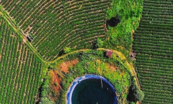 Đồi Chè Tâm Châu Bảo Lộc: Thiên nhiên Xanh Ngát Và Lãng Mạn