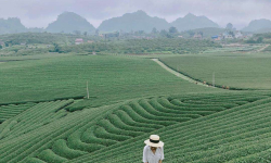 Tham quan đồi chè Tâm Châu Bảo Lộc – Thời điểm nào đẹp nhất cho chuyến đi