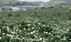 Tin tức bất động sản Bảo Lộc Lâm Đồng: Lâm Đồng tái định vị nông nghiệp – từ chuyên canh đến xuất khẩu toàn cầu