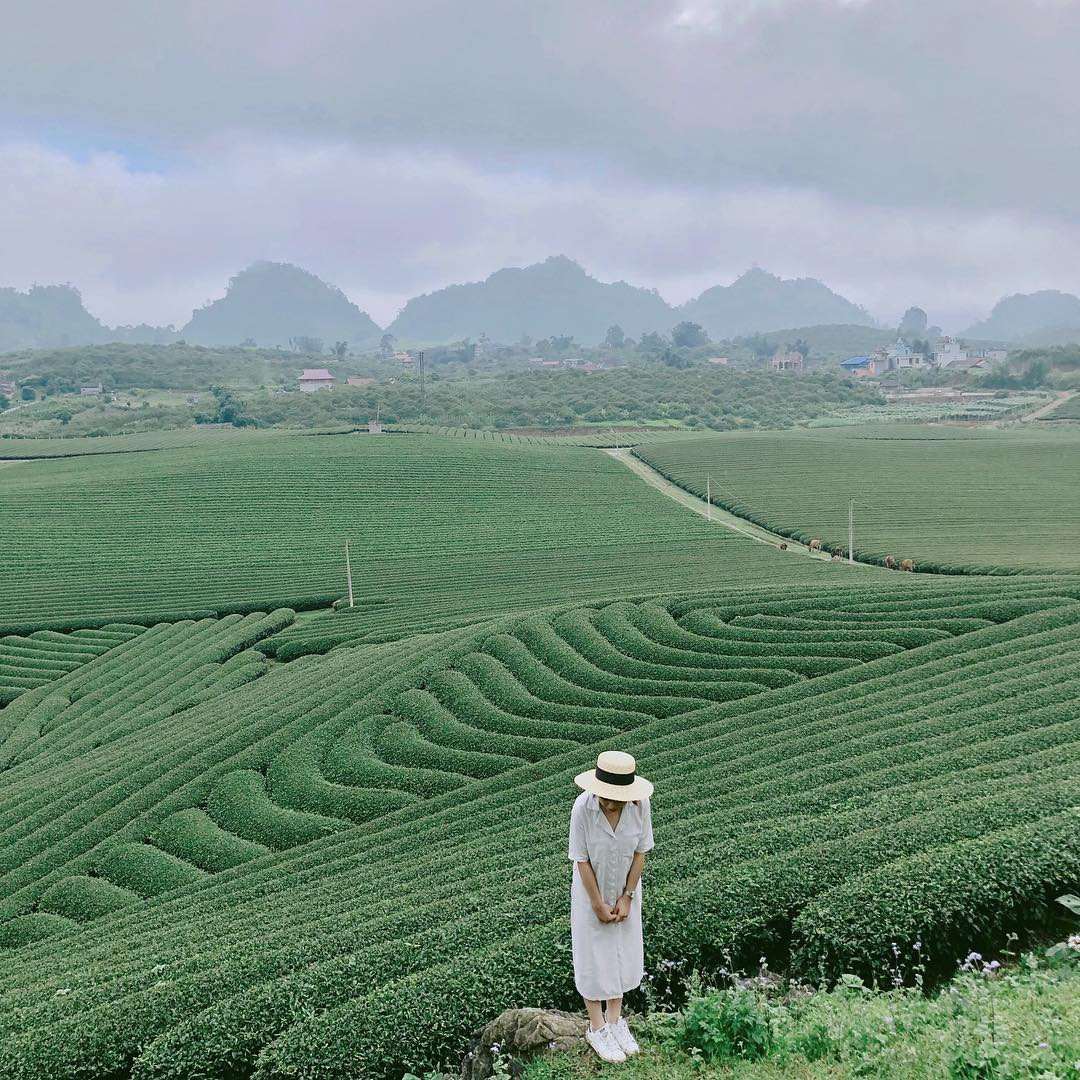 Đồi Chè Tâm Châu Bảo Lộc